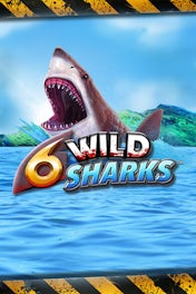 6 Wild Sharks
