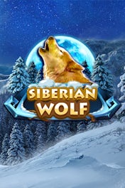 Siberian Wolf